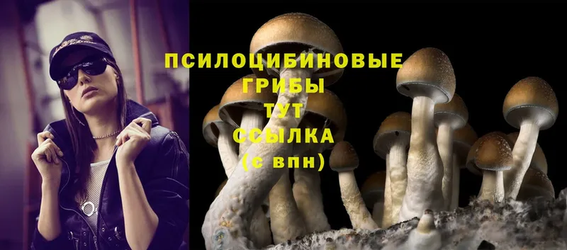 Псилоцибиновые грибы Cubensis  что такое   Апатиты 